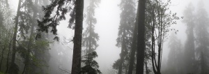 foggy-forest