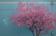 Cherry Blossoms behind the Saint