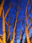 IMG_1166 IMG_1166